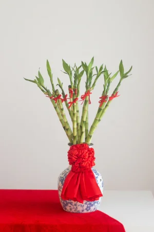 PG060LuckyBamboo_533x.jpg.webp PG060LuckyBamboo_533x.jpg.webp